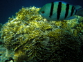   Sergeany magor Fire coral  